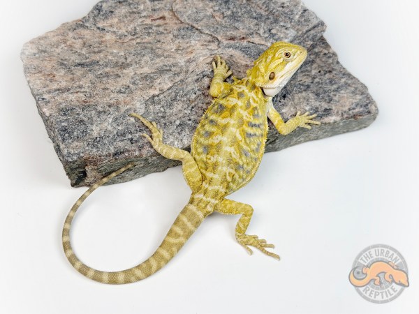 Hypo Cirus Tiger Blue Bar