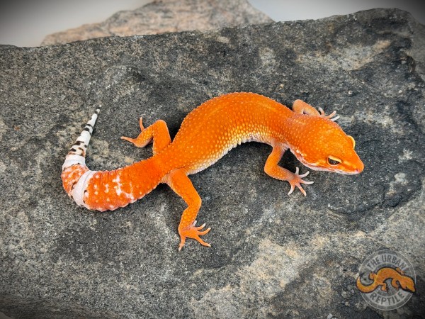 Tangerine Tornado