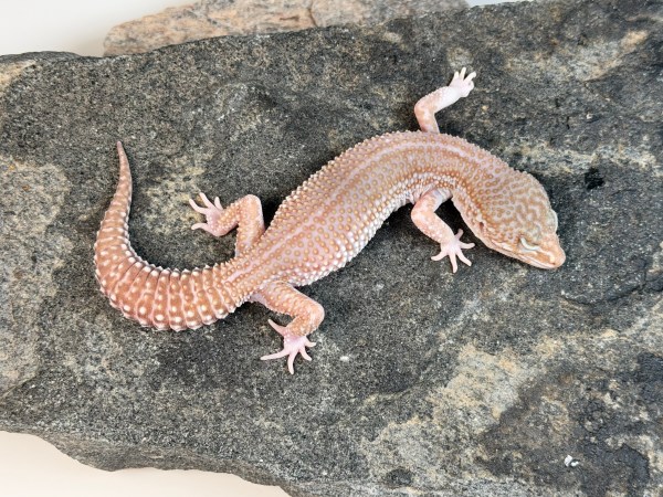 Black Night Mack Super Snow Tremper