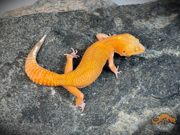 Black Night Mandarin Tremper