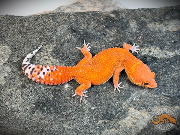 Tangerine Tornado