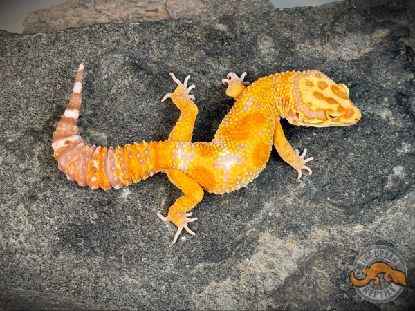 White & Yellow Tremper Giant Jungle
