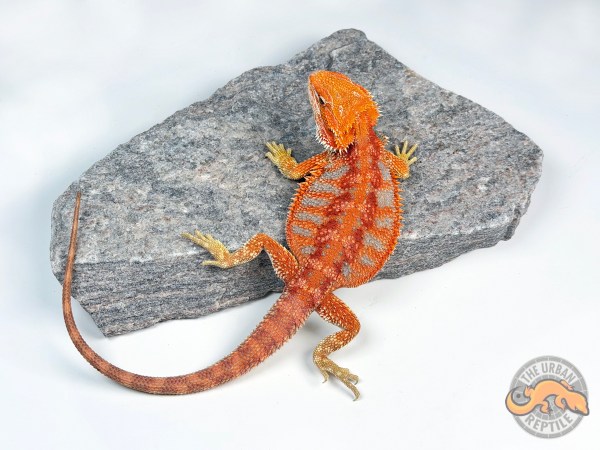 Hypo Red Tiger Extreme Blue Bar Smurf Line