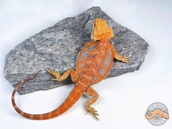 Hypo Orange Tiger Extreme Blue Bar