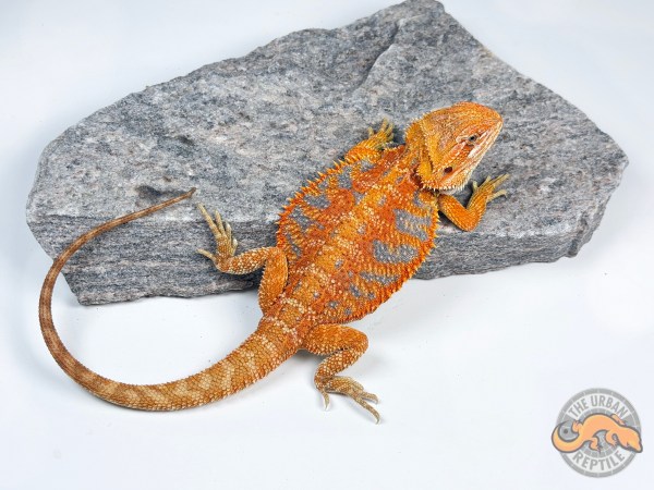 Hypo Orange Tiger Extreme Blue Bar
