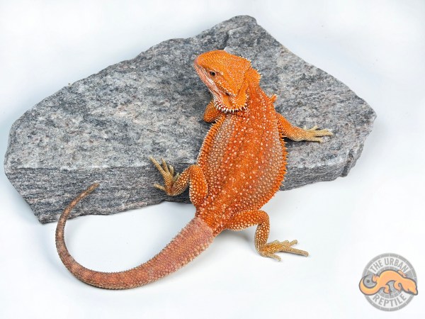 Hypo Red Dunner