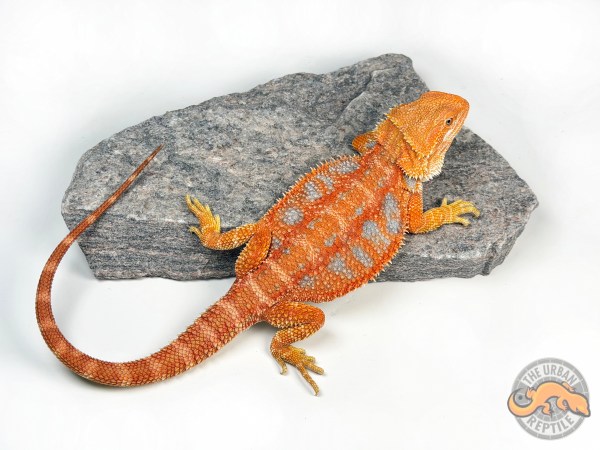 Hypo Red Tiger Extreme Blue Bar Smurf Line