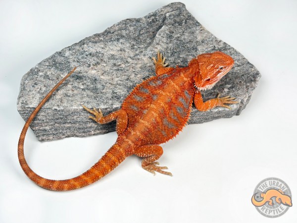Hypo Red Tiger Blue Bar Translucent Smurf Line