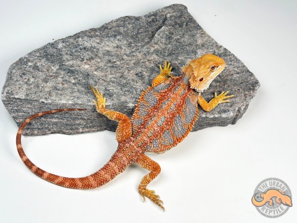 Hypo Orange Tiger Super Blue Smurf Line