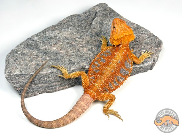 Hypo Orange Tiger Ext Blue Bar Smurf Line