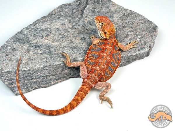 Hypo Red Tiger Ext Blue Bar Smurf Line