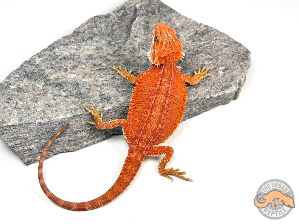 Hypo Orange Dunner G-Stripe