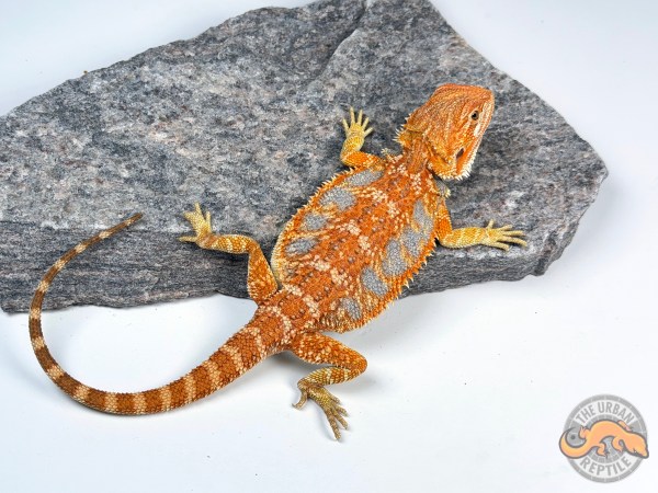 Hypo Orange Tiger Super Blue