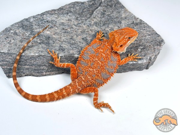 Hypo Orange Tiger Super Blue