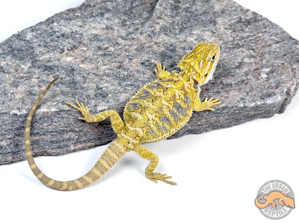 Hypo Citrus Tiger Blue Bar