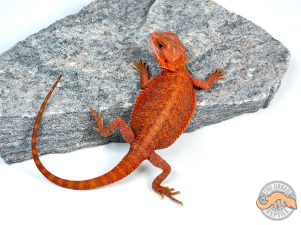 Hypo Red Tiger Translucent