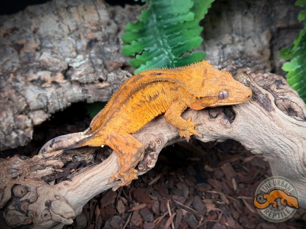 Tangerine Phantom