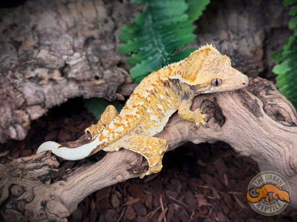 Super Harlequin