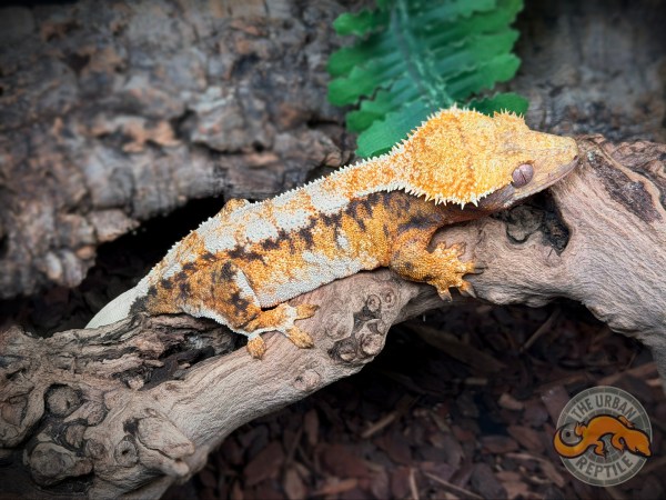TriColor Extreme Harlequin