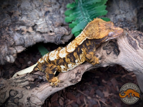 Black Extreme Harlequin