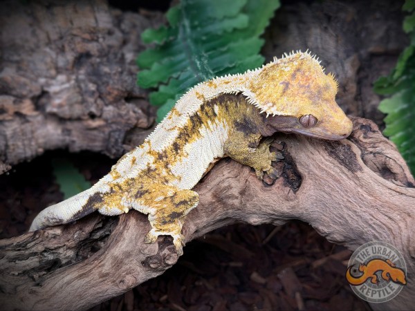 High White Extreme Harlequin