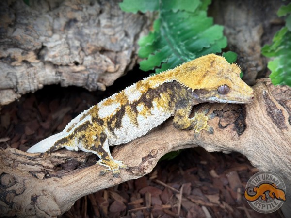 High White Extreme Harlequin