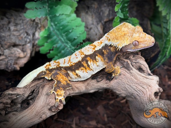 Extreme Harlequin