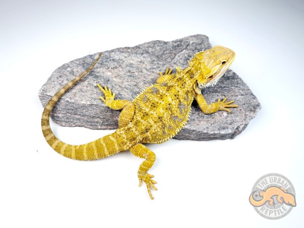 Hypo Citrus Tiger Blue Bar