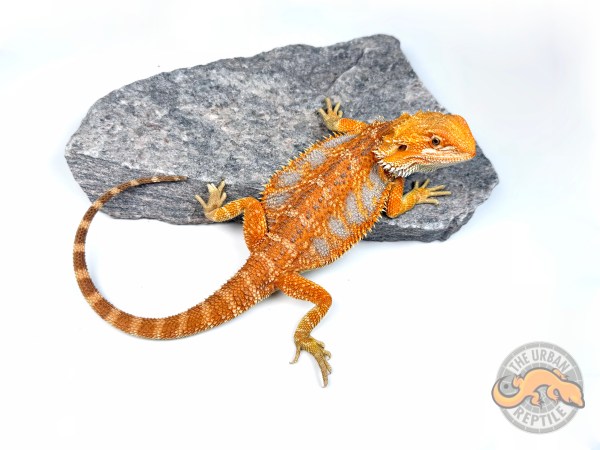 Hypo Orange Tiger Extreme Blue Bar