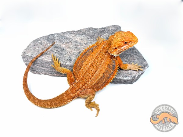 Hypo 50% Red Monster Dunner G-Stripe