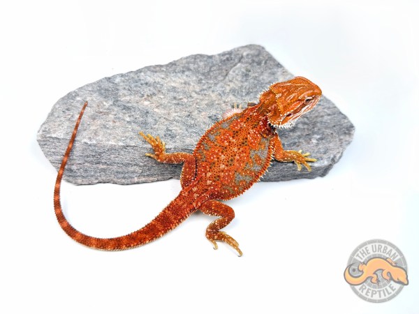 Red 50% Red Monster Tiger Dunner