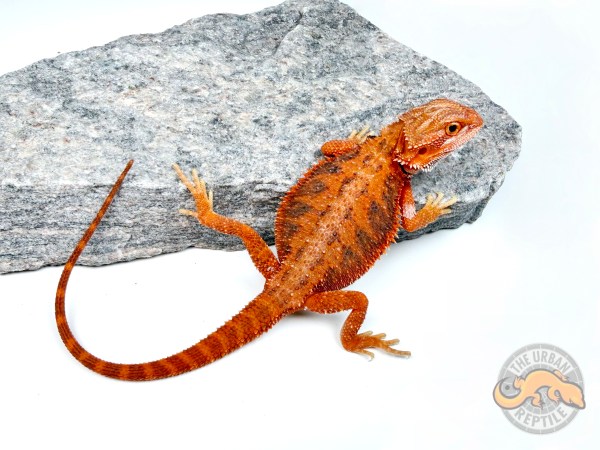 Hypo 50% Red Monster Tiger Translucent