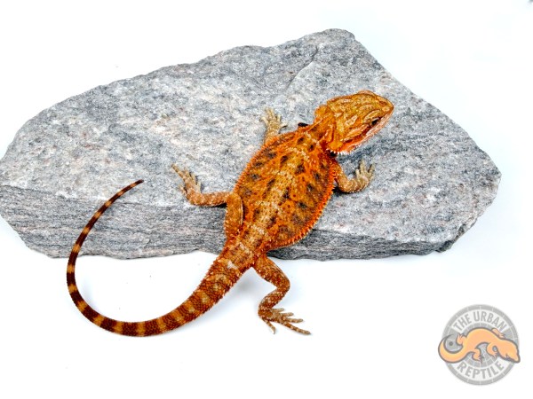 50% Red Monster Tiger Translucent