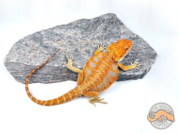 Hypo Orange Tiger Super Blue Bar