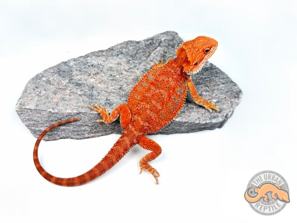Hypo Red Tiger Blue Bar