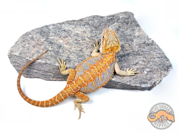 Hypo Tiger Super Blue
