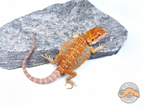 Hypo Orange Tiger Ext Blue Bar