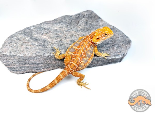 Hypo Orange Tiger Ext Blue Bar Leather Back