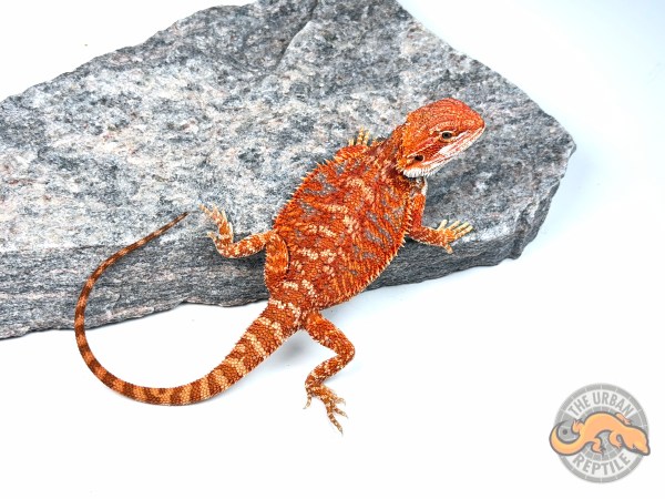 Hypo Red Tiger Blue Bar